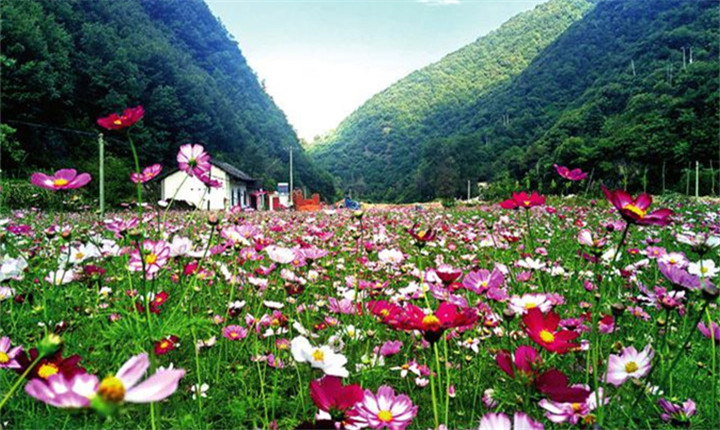 朱家湾村花卉