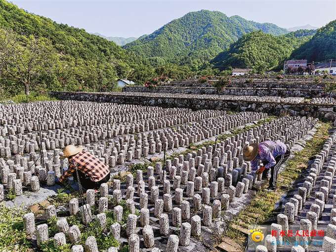 老庵寺村民在木耳种植基地采摘木耳.jpg